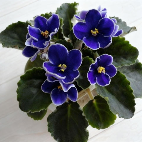 African violet seeds grow indoors across zones for versatile use.