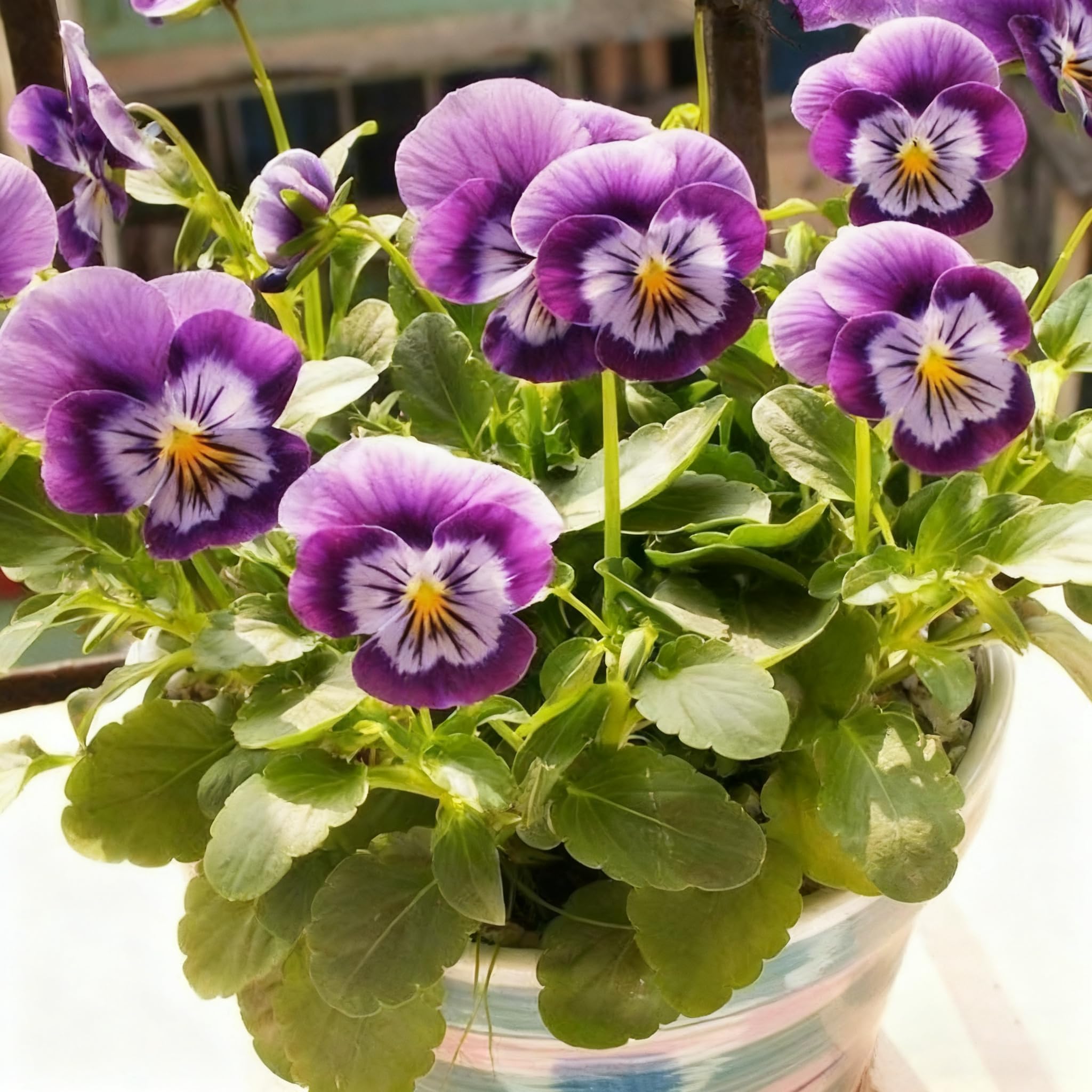 African violet seeds are non-GMO for a trusted home garden option.