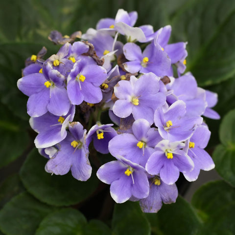 African violet seeds prefer stable indoor temperatures for steady color.