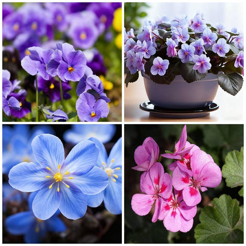 African violet seeds year-round indoor blooms under indirect light.