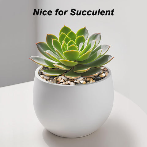 Virekm river rocks brighten plant pots and terrariums