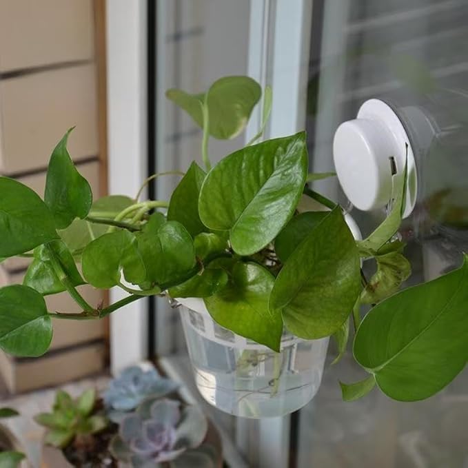VirgoLeo clear plastic window planter on a sunny windowsill