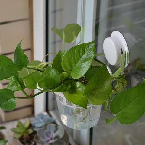 VirgoLeo clear plastic window planter on a sunny windowsill
