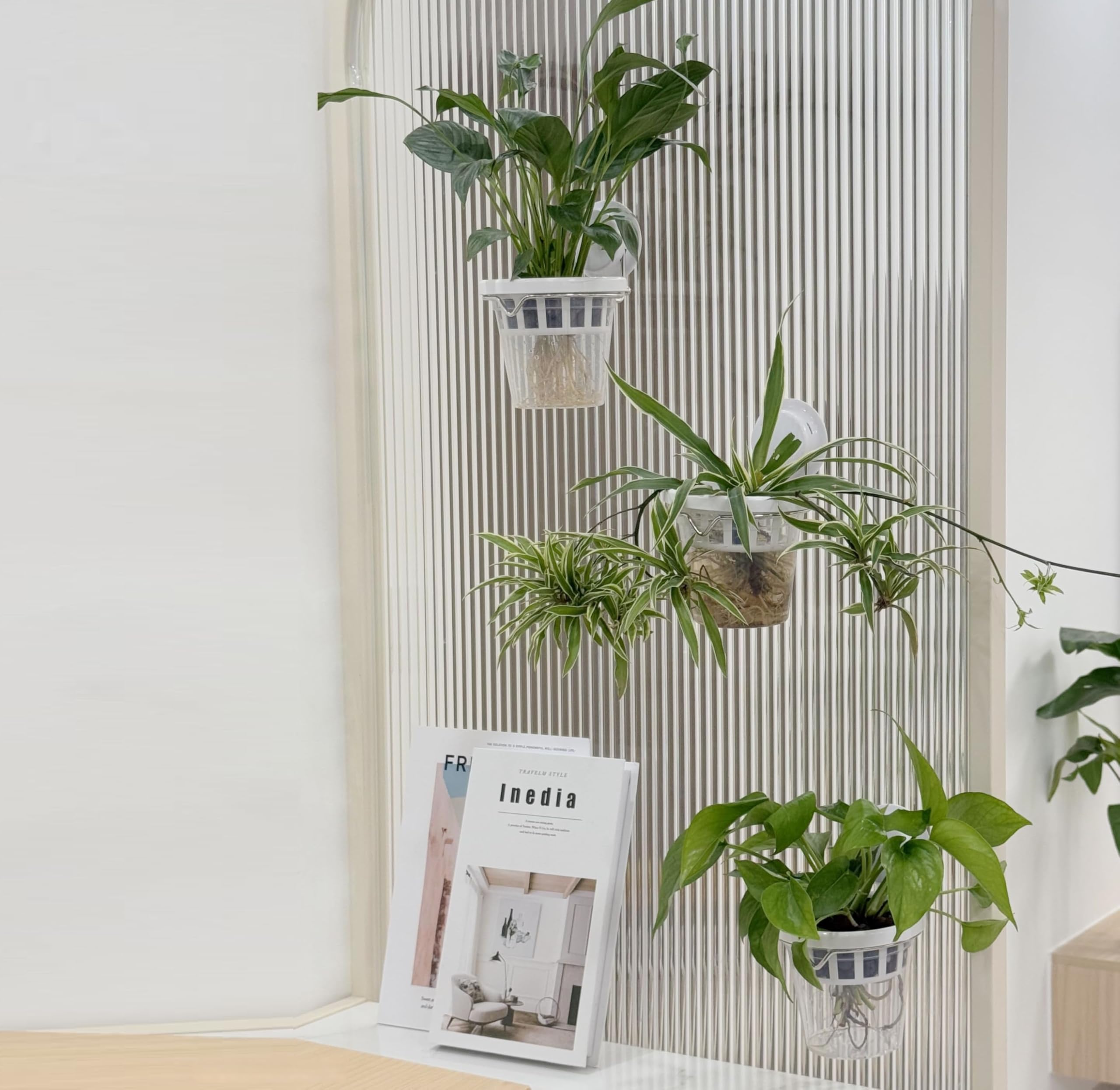 VirgoLeo suction cup attachment securing a planter to glass