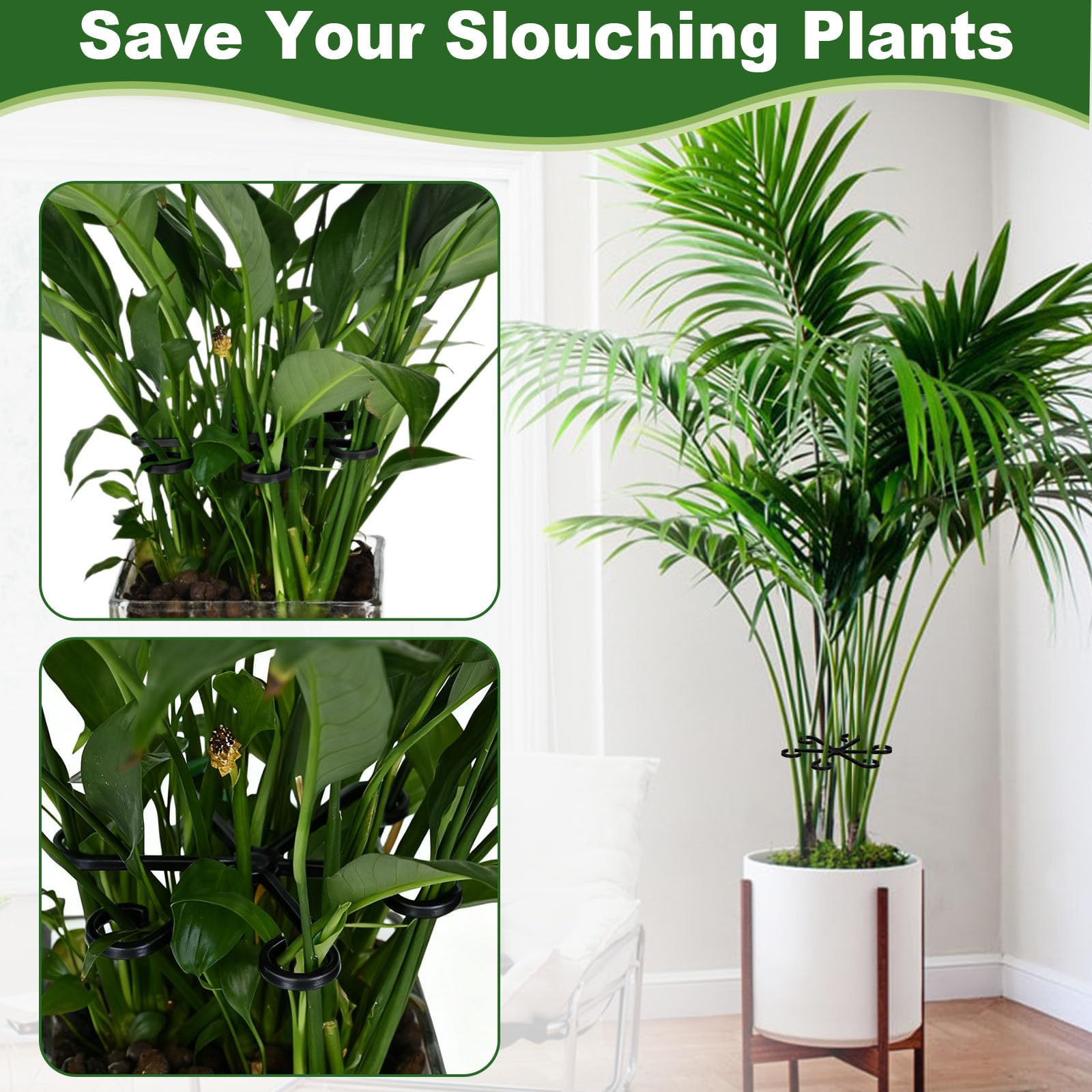 Virmoek-monstera-pothos-stems supported for healthier growth