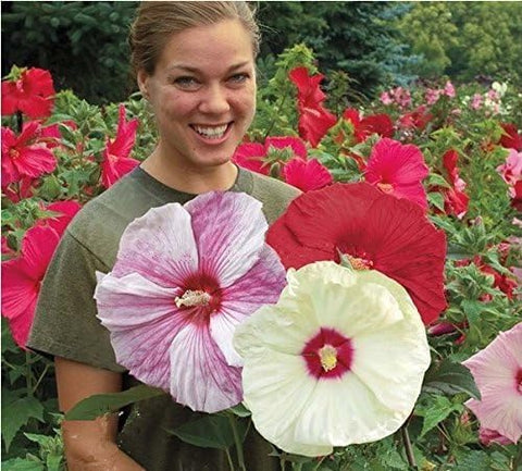 VISTATU hibiscus seeds germinate in 10–21 days for a timely garden show.