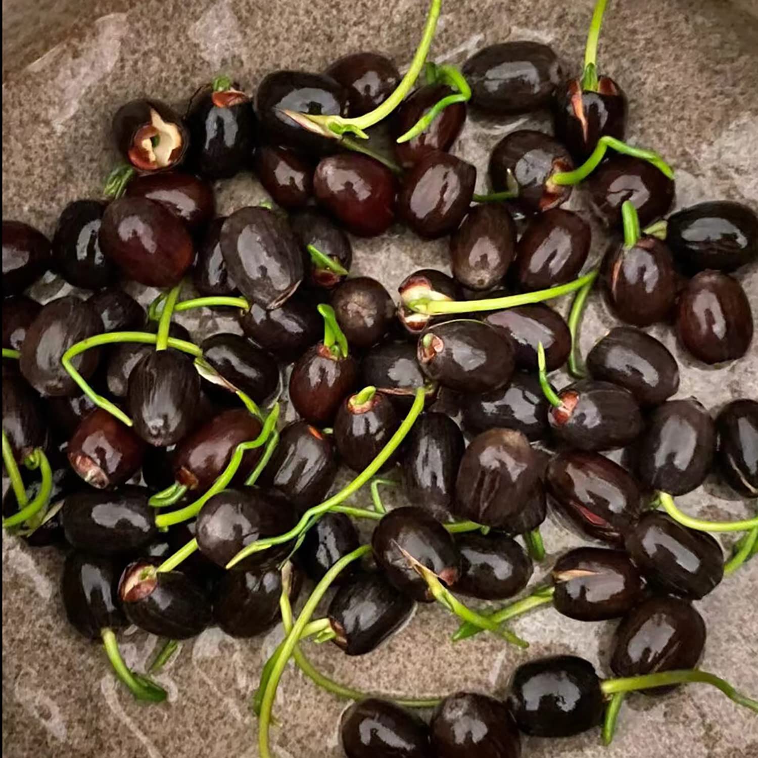 VISTATU aquatic-habitat-wet-soil indicates moisture-friendly pond growth.