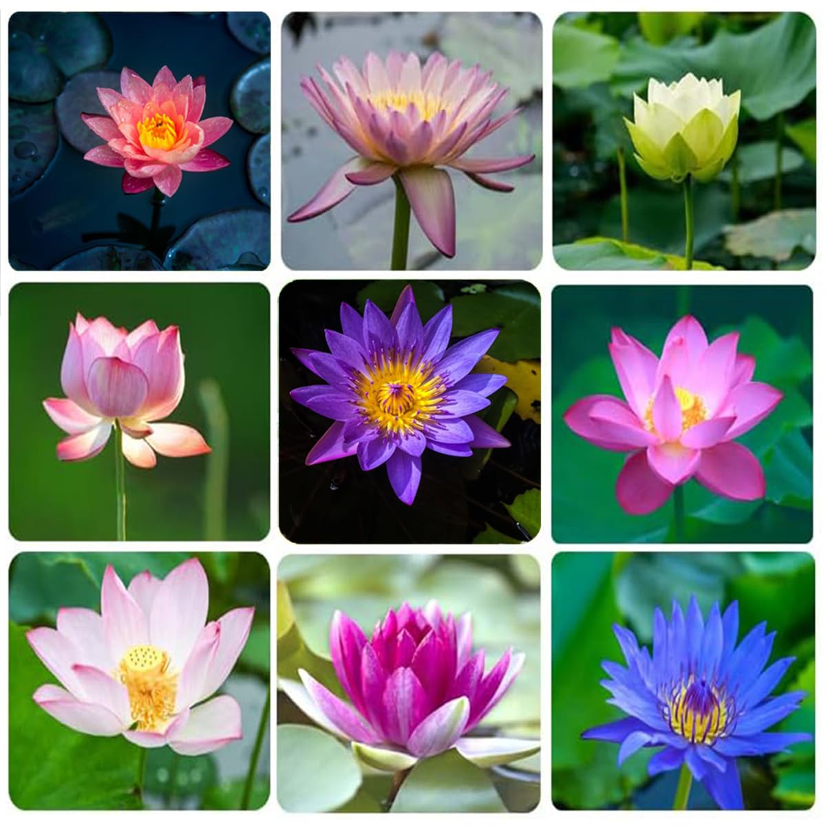 VISTATU aquatic pond plants in water for serene garden display.