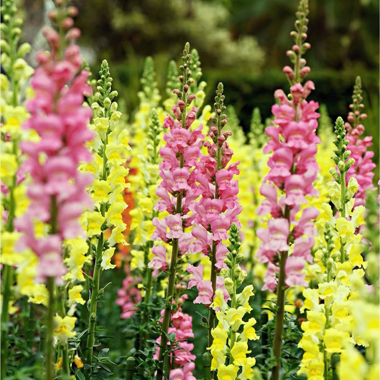 VISTATU Bee-friendly display with vibrant white snapdragon blooms