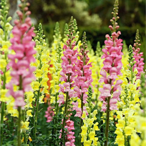 VISTATU Bee-friendly display with vibrant white snapdragon blooms