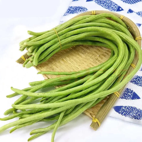 VISTATU beginner-friendly yard-long beans for new gardeners.