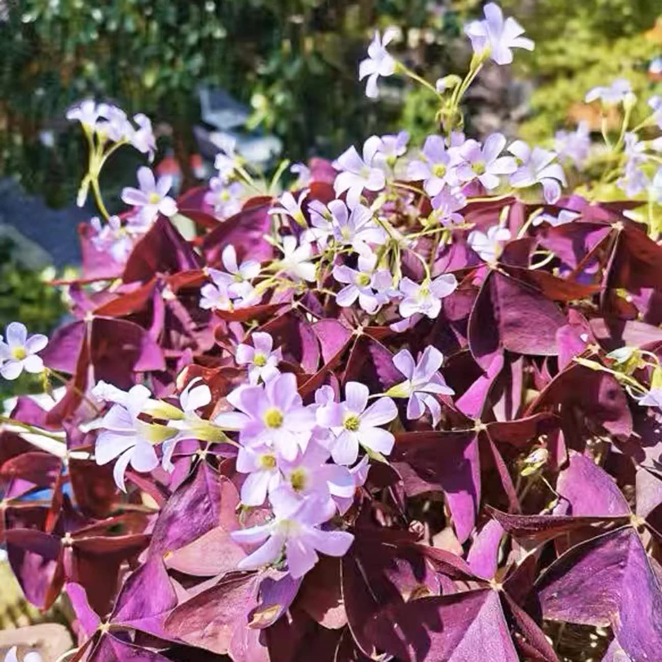 VISTATU beginners-friendly garden bulbs for containers and beds.