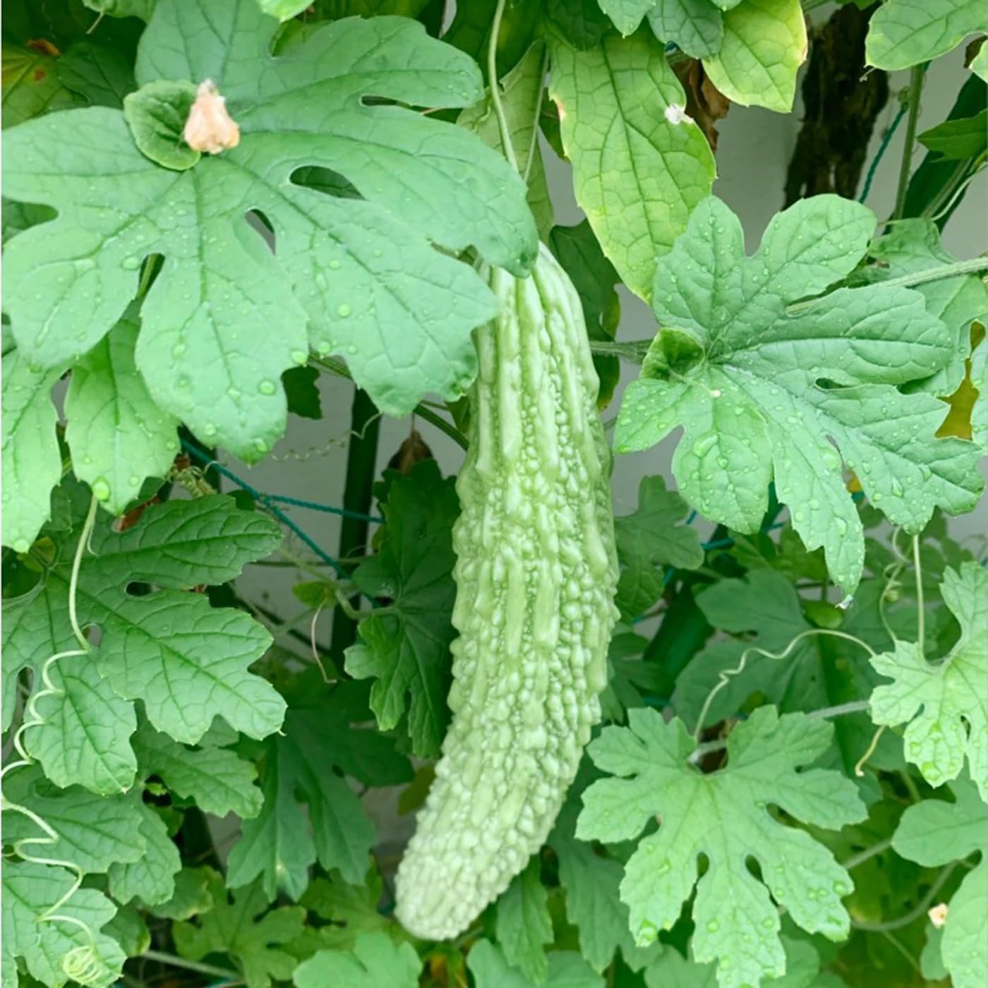 VISTATU garden plot thriving in warm conditions.