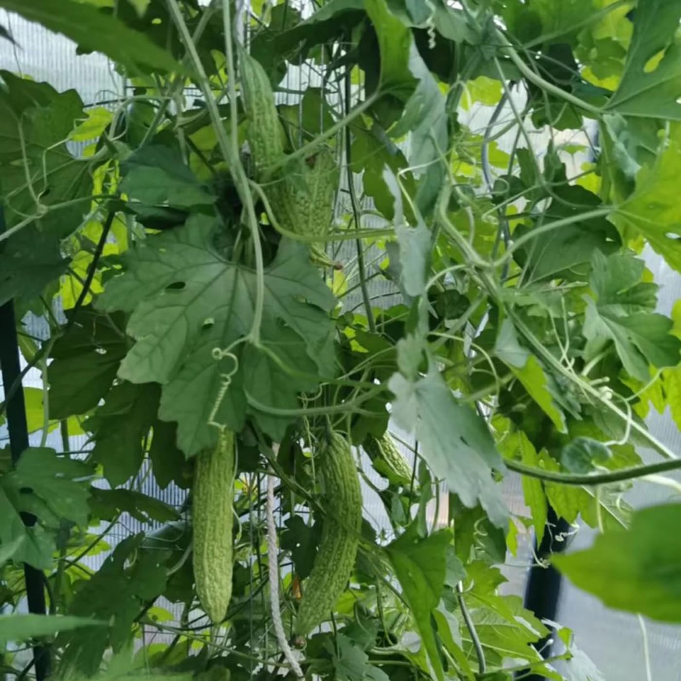 VISTATU bitter melon harvest-ready fruits for fresh cooking