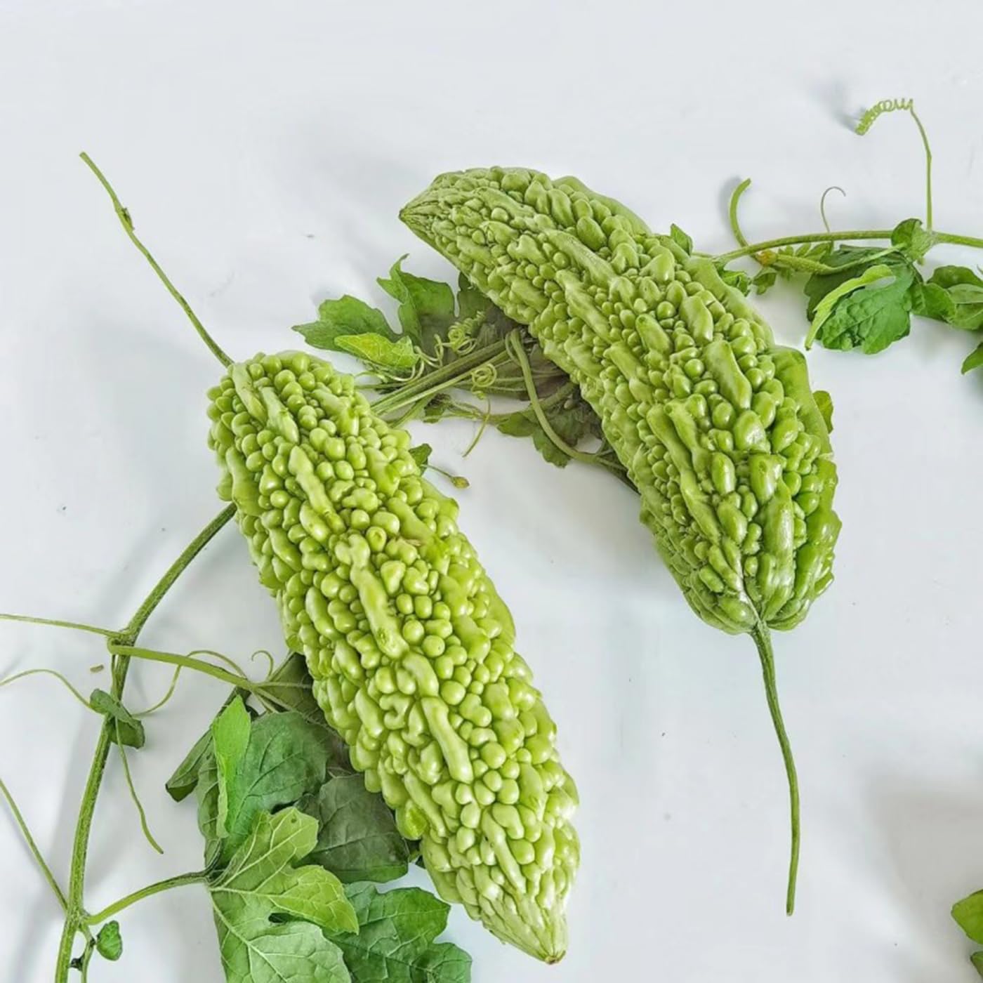 VISTATU bitter melon seedling growth suggests early vigor for a warm-season garden