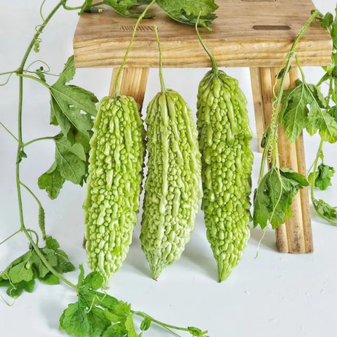 VISTATU bitter melon vine growth on trellis supports healthy fruiting