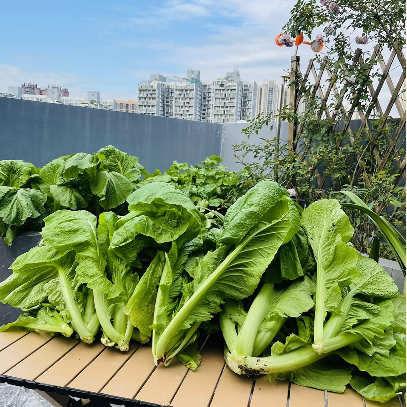 VISTATU broadleaf mustard seeds seed pack with rosette leaves for vibrant garden color