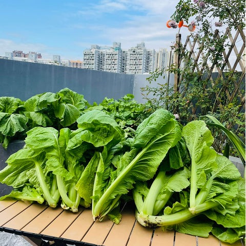 VISTATU broadleaf mustard seeds seed pack with rosette leaves for vibrant garden color