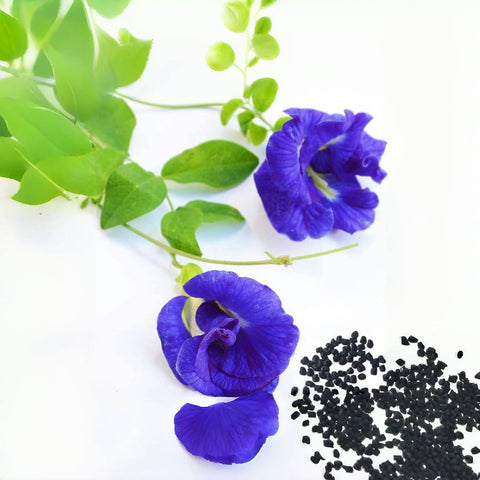 VISTATU Butterfly Pea Seeds blue flowers brighten borders and attract pollinators.