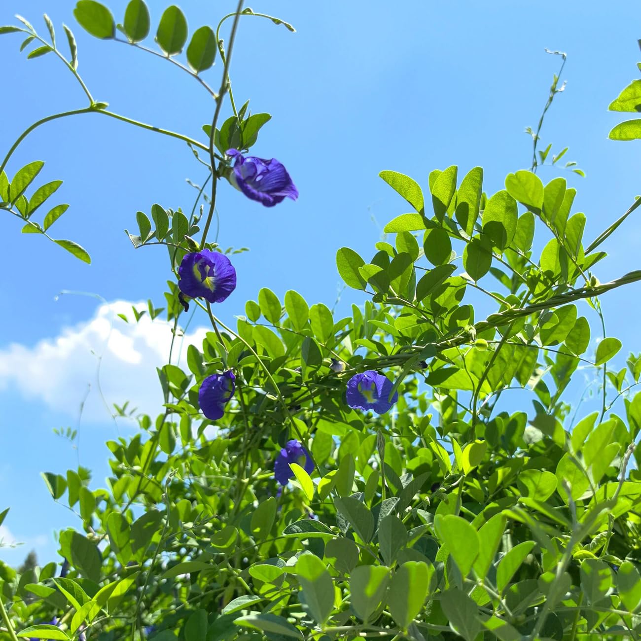 VISTATU Butterfly Pea Seeds close-up bloom shows vivid indigo petals.