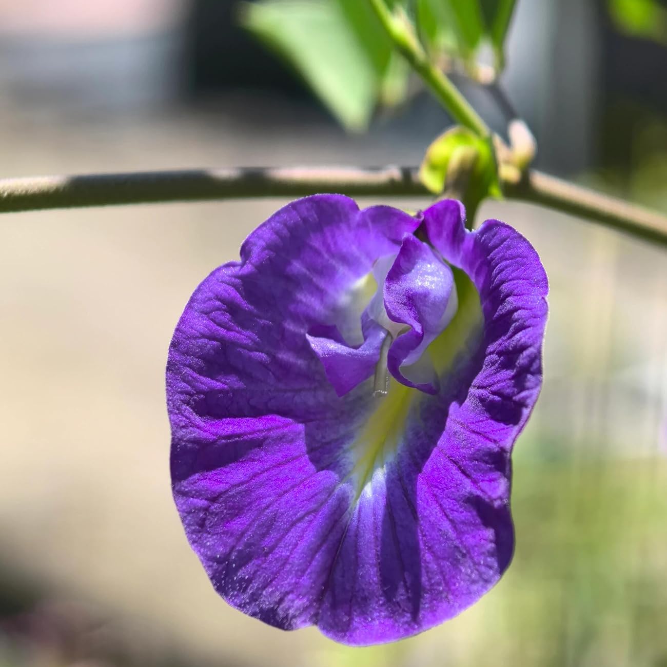 VISTATU Butterfly Pea Seeds container-friendly vines for small spaces.