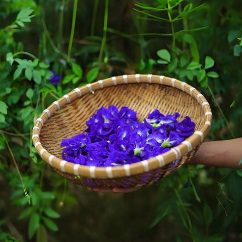 VISTATU Butterfly Pea Seeds decorative flowers for garden accents.