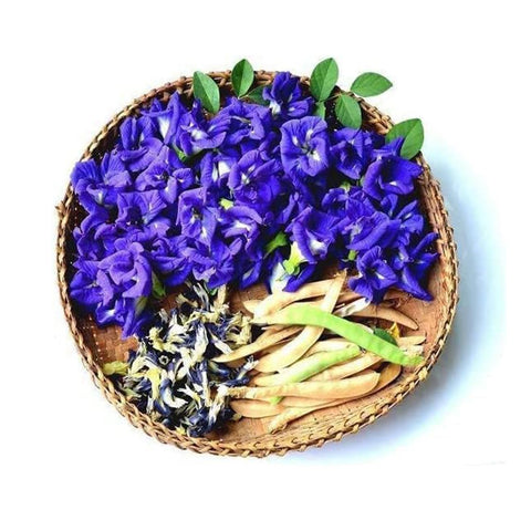 VISTATU Butterfly Pea Seeds climbing vine for trellises and fences.