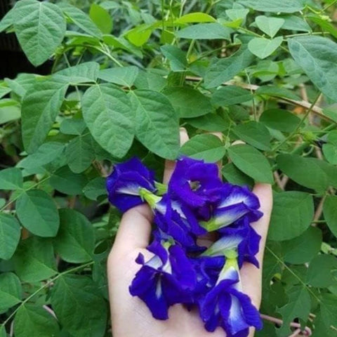 VISTATU Butterfly Pea Seeds quick-growing seeds for fast color.