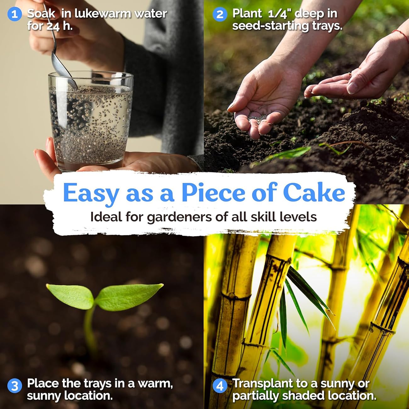 VISTATU Butterfly Pea Seeds organic non-GMO for safe home gardening.