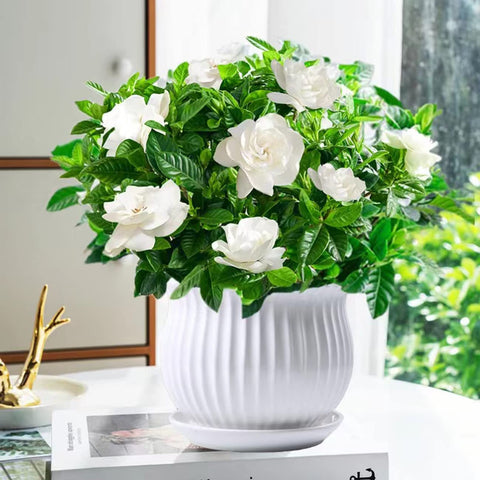 VISTATU Cape Jasmine seeds close-up, supports vibrant blooms in containers and borders.