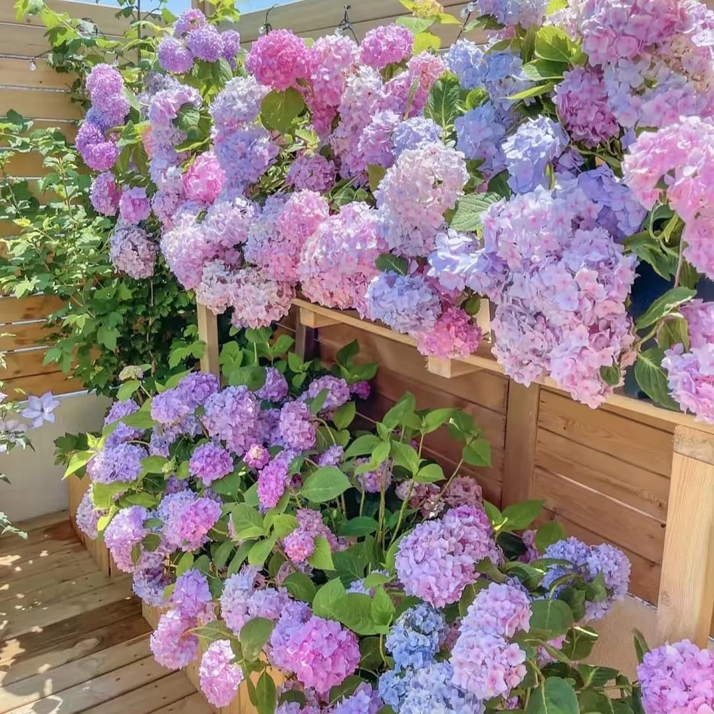 VISTATU color-changing hydrangea blossoms brighten outdoor spaces.