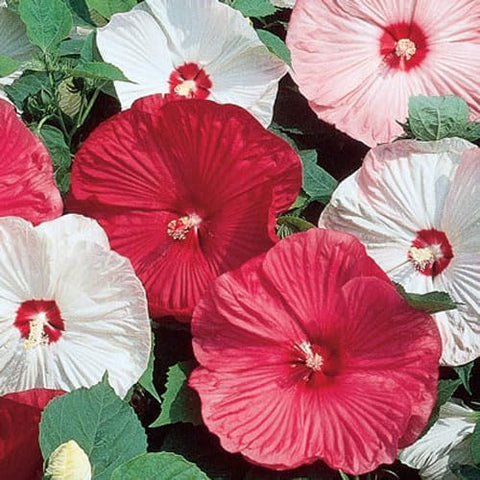 VISTATU color-rich hibiscus seeds promise showy blooms for curated garden borders.
