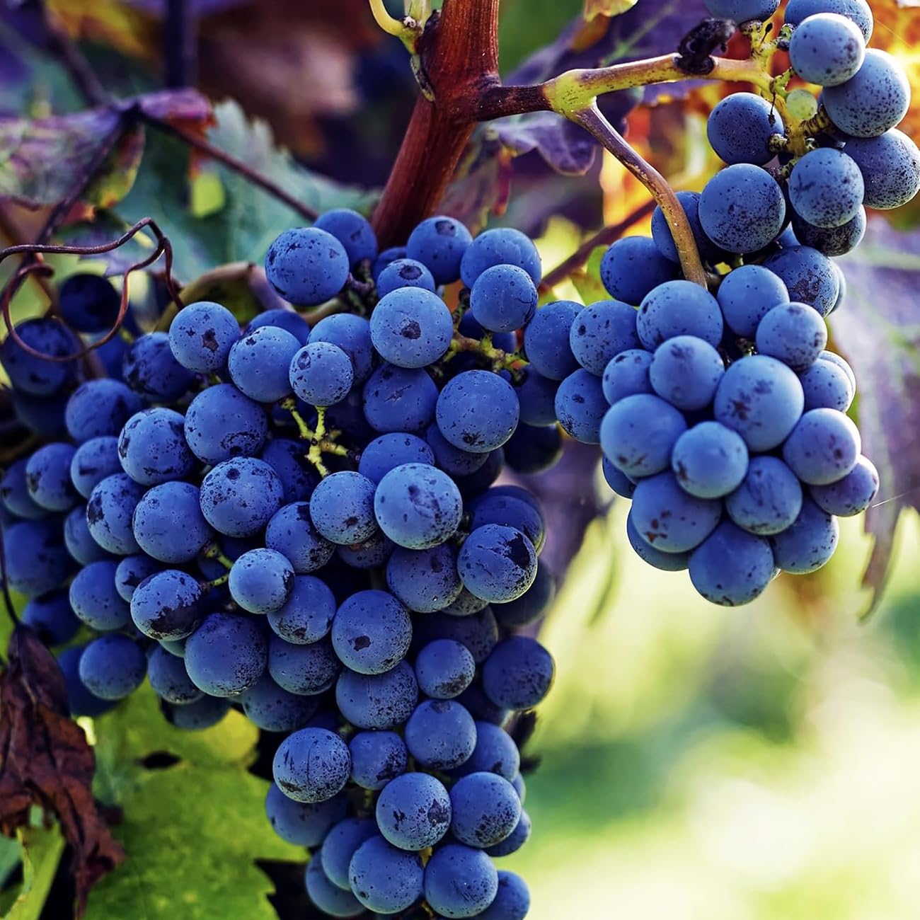 VISTATU Concord grape seeds packaging for home planting and high germination.