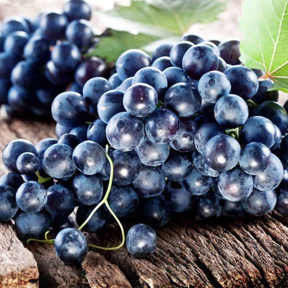 VISTATU Concord grape vines fruiting for fresh snacking opportunities.