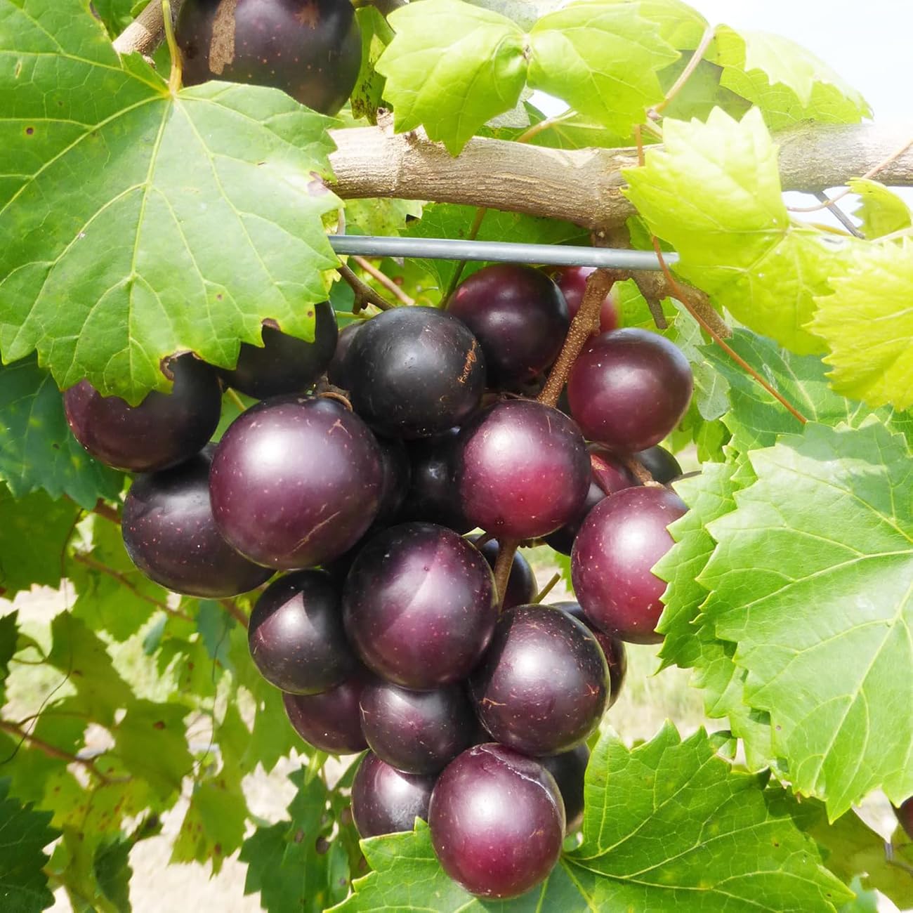 VISTATU container garden setup with Concord grape seeds for small spaces.