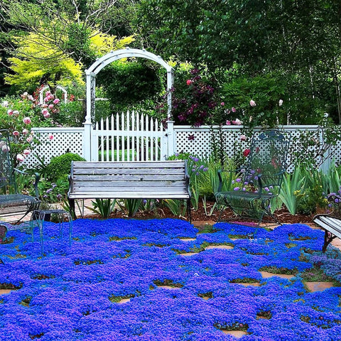 VISTATU Creeping thyme filling a garden bed with low, fragrant coverage.