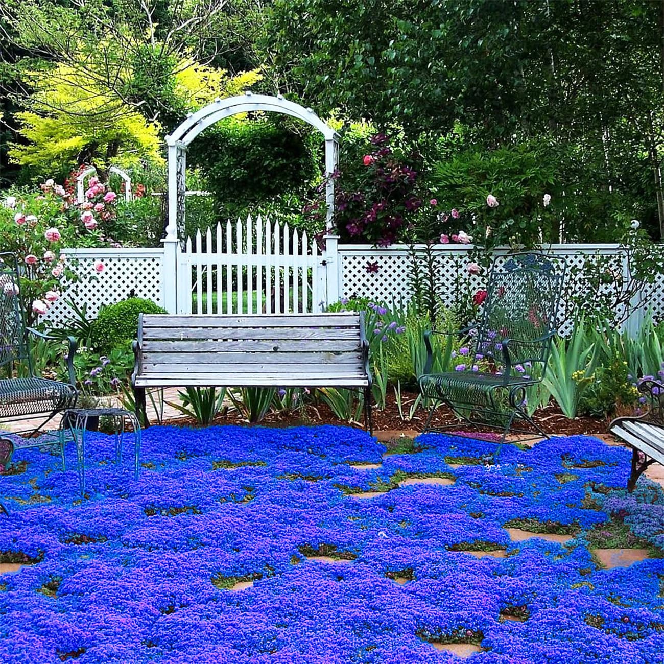 VISTATU creeping thyme seeds packet for ground cover and low-maintenance gardening.