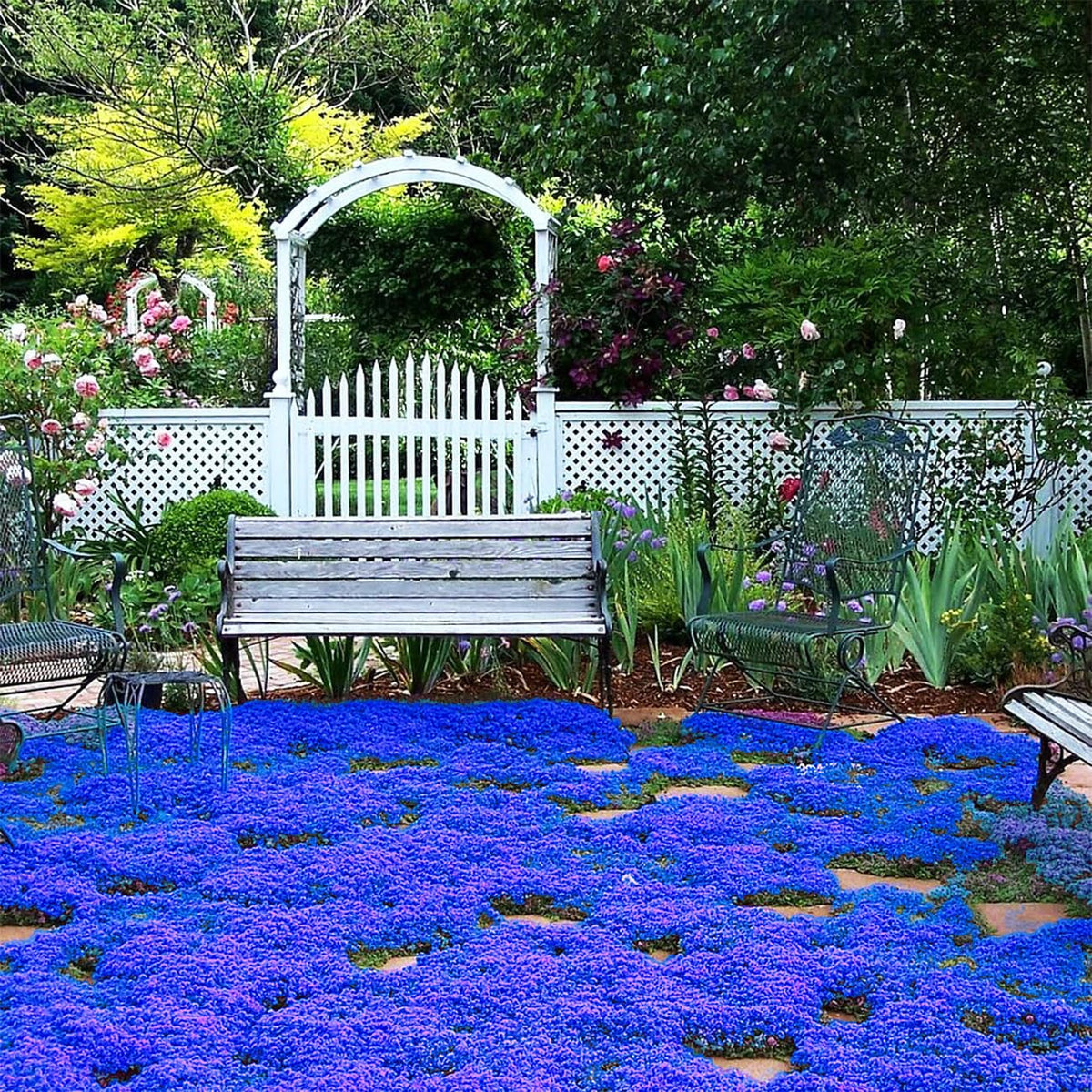 VISTATU creeping thyme seeds packet for ground cover and low-maintenance gardening.