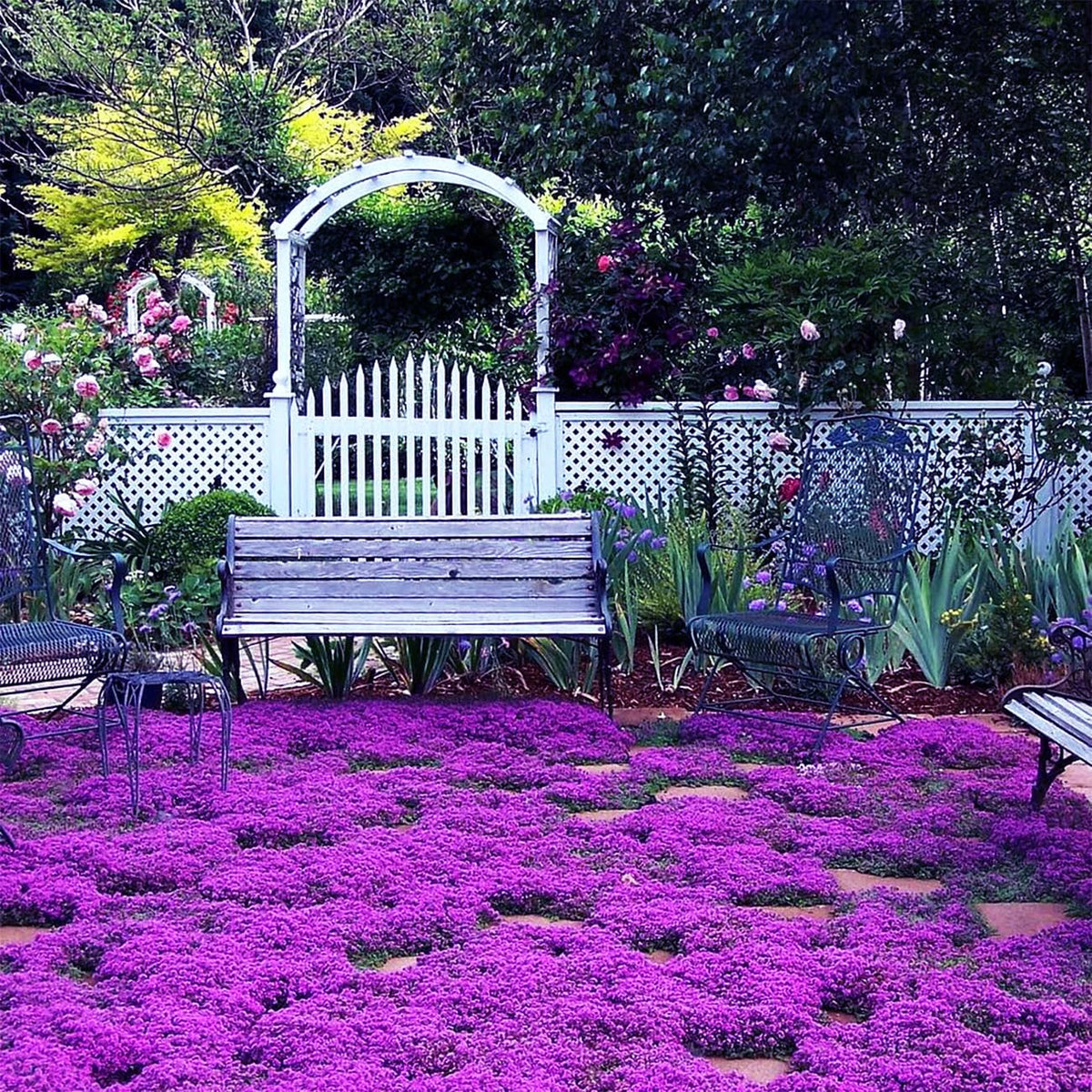 VISTATU creeping-thyme seeds close-up for even ground cover and easy spreading