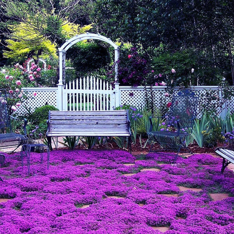 VISTATU creeping-thyme seeds close-up for even ground cover and easy spreading