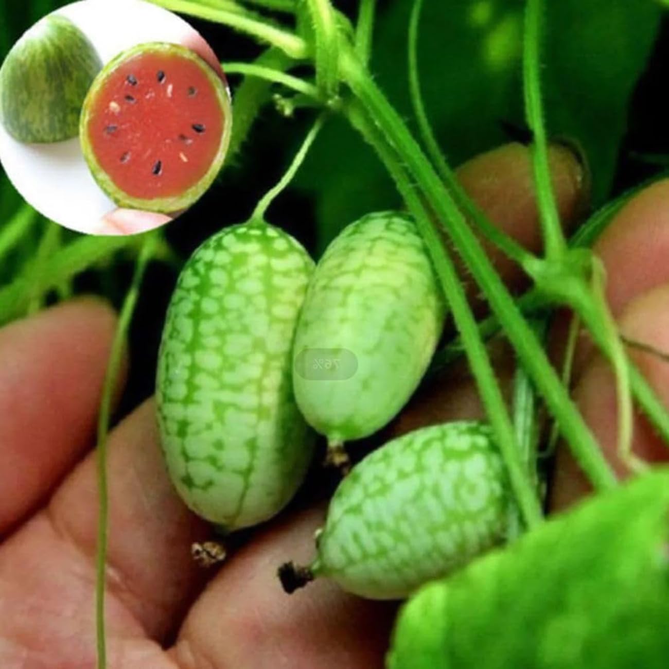 VISTATU cucamelon vine abundance image; high yield on small-space trellis.