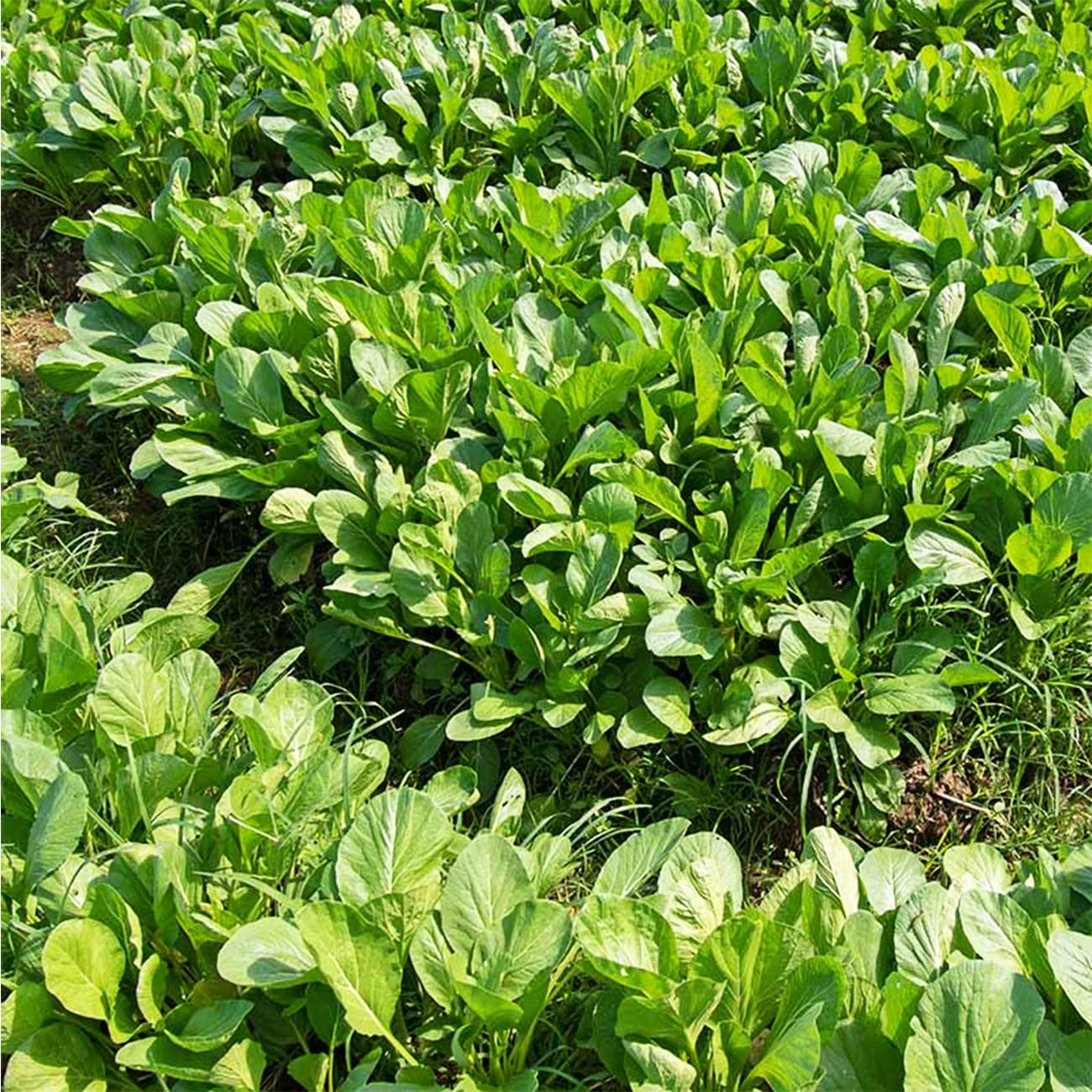 VISTATU cut-and-come-again harvest-ready rosette leaves