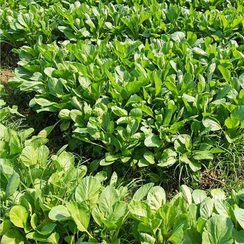 VISTATU cut-and-come-again harvest-ready rosette leaves