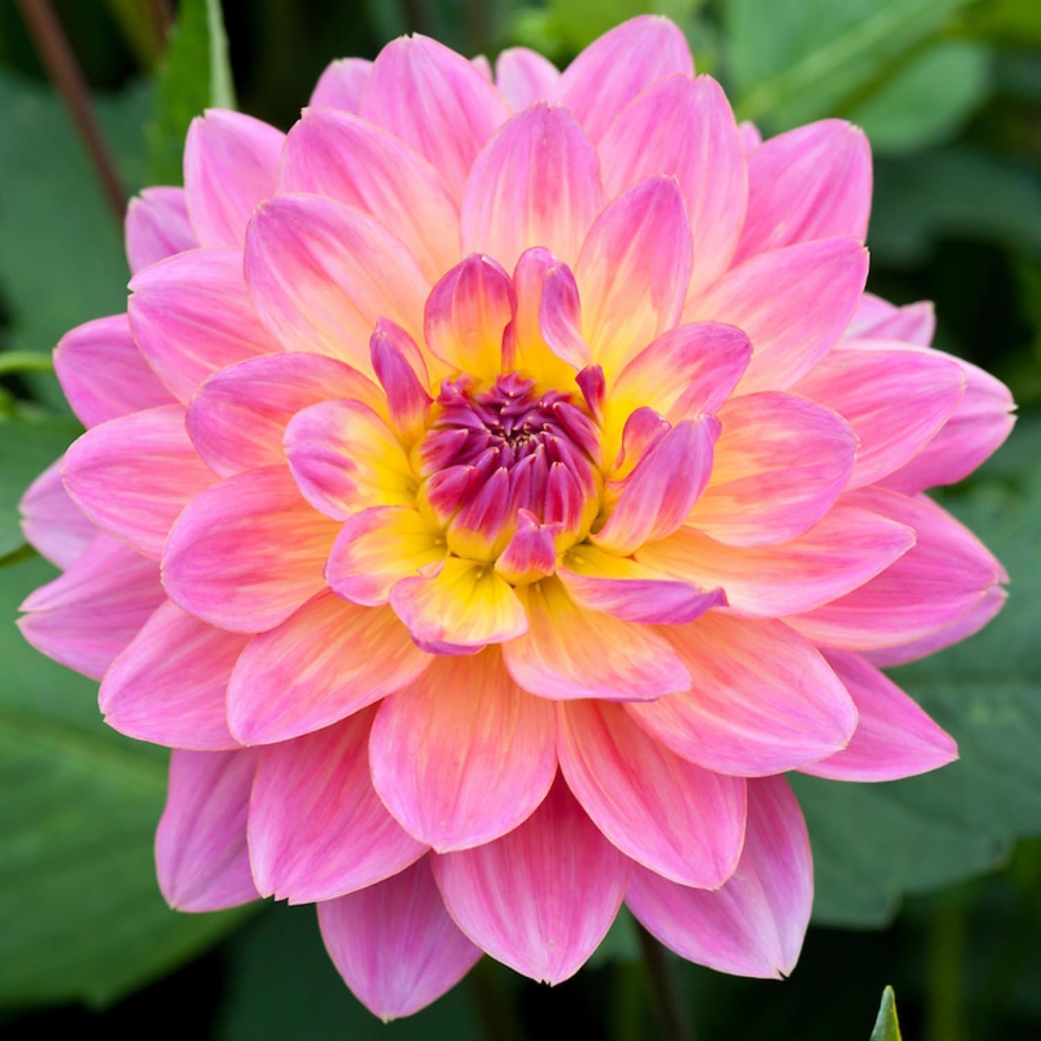 VISTATU large spherical inflorescences deliver striking color in beds.