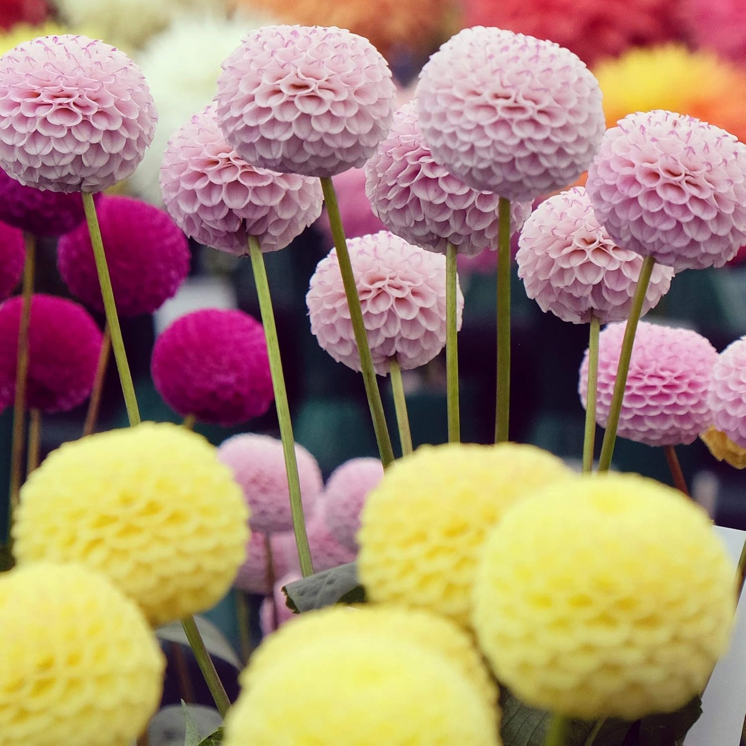 VISTATU Dahlia 10-cm pot setup supports healthy young plants.