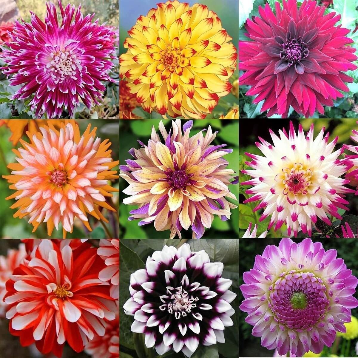 VISTATU Dahlia seedling transplant into pots for lush color.