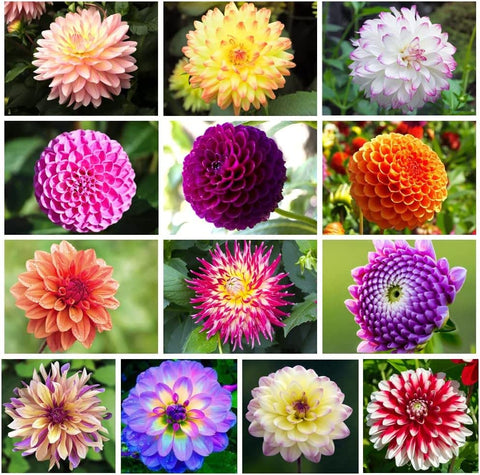 VISTATU Dahlia seeds mix pack brightening borders with varied colors.