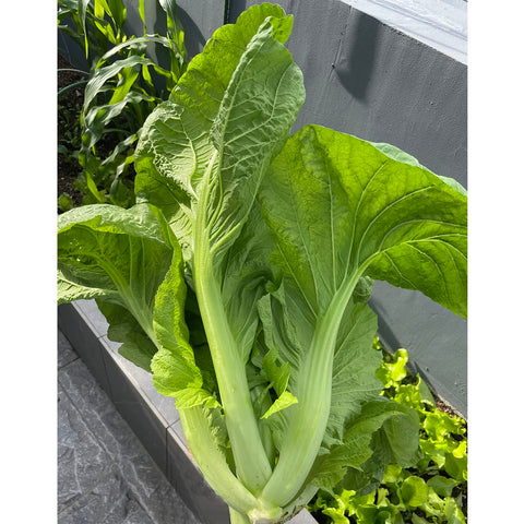 VISTATU dark-green rosette leaves add color to fresh salads