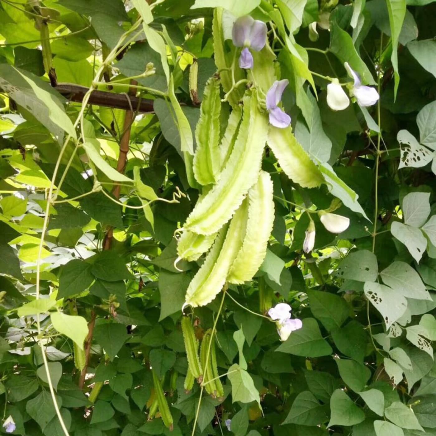 VISTATU Dragon Bean Vine seedling in soil, fast-growing.