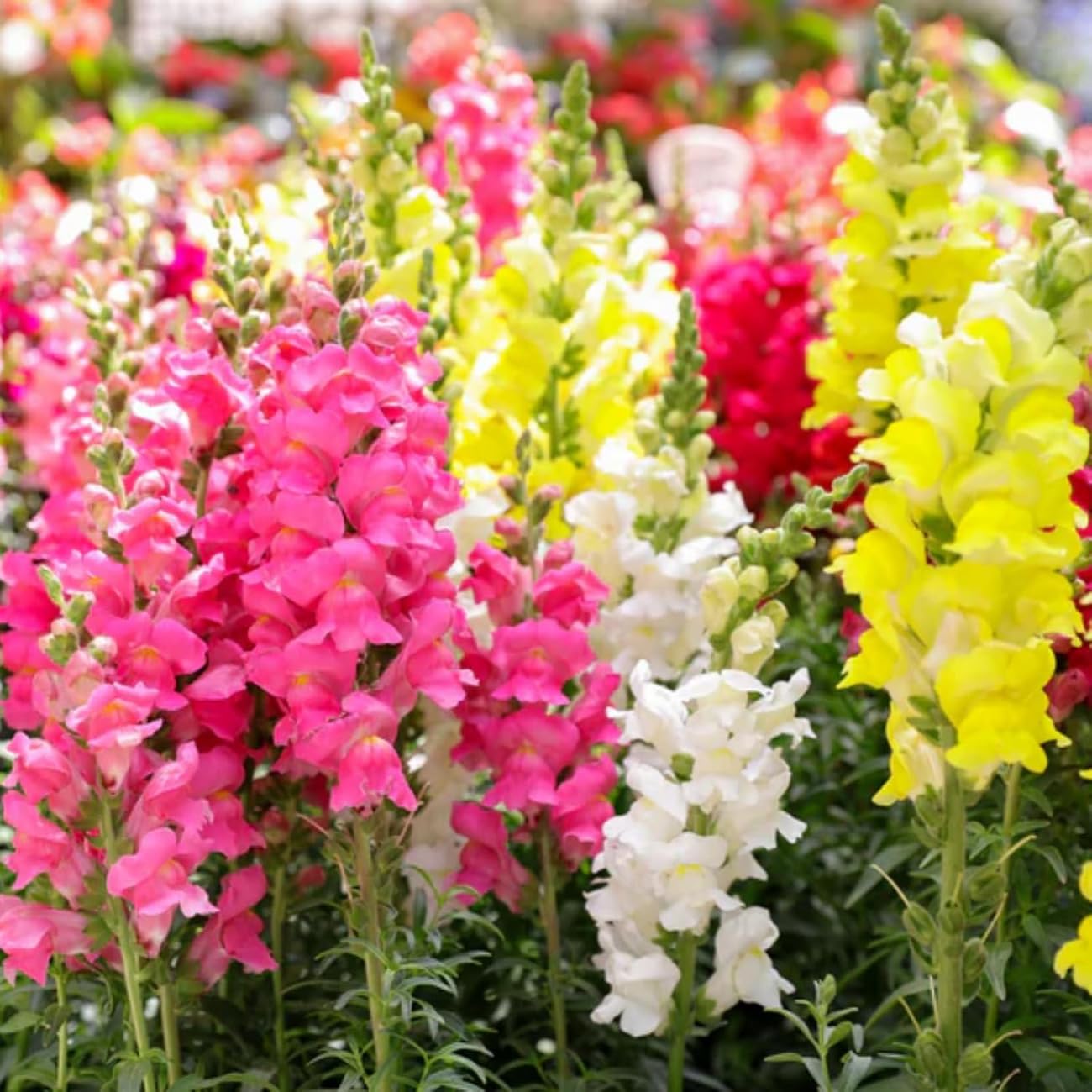 VISTATU Easy grow Snapdragon seedling being planted in soil